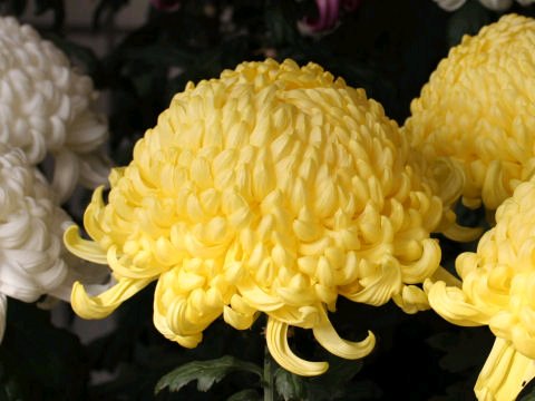 Toyokuni I chrysanthemums